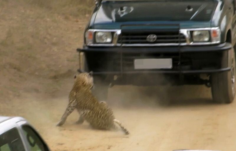Леопард напал на сафари-гида
