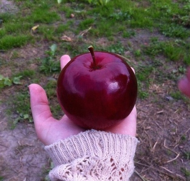 7. Идеальное яблоко