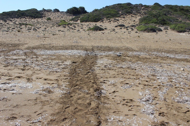 Пляж Алагади - роддом для гигантских черепах