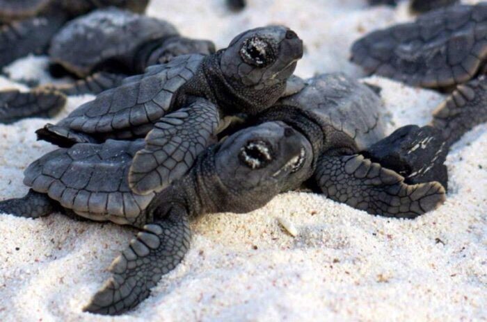 Пляж Алагади - роддом для гигантских черепах