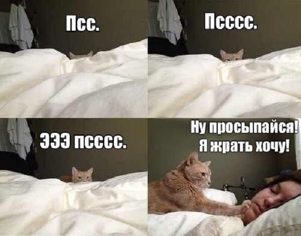 Голодный кот)