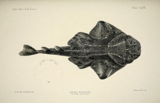 6. Плоскотелые акулы (морские ангелы), которые хотели бы, чтобы к ним перестали относиться как к виду скатов.