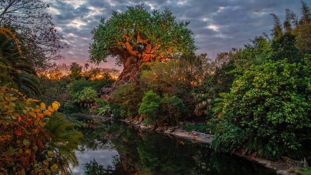 5. Это не мистическое Древо Жизни, которое можно найти где-то в Азии, а обычное дерево в парке Disney World Animal Kingdom   