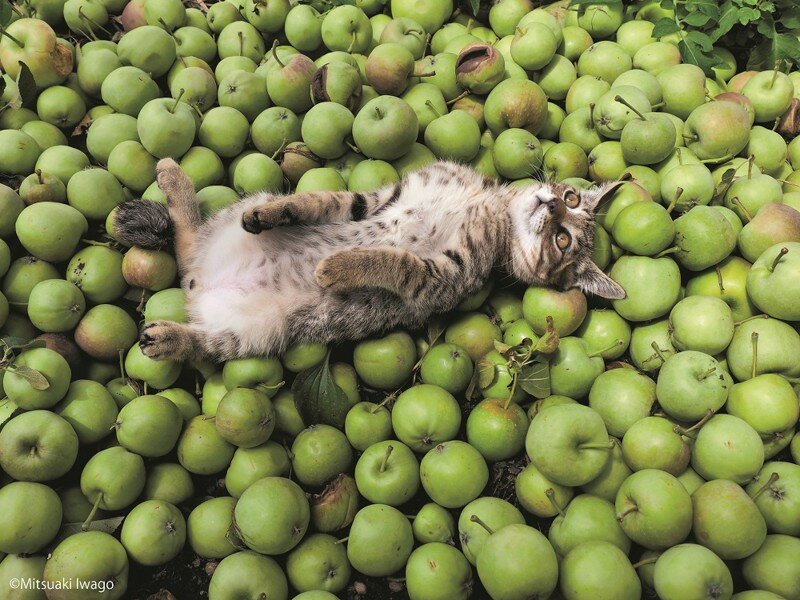 1. Кот в яблоках
