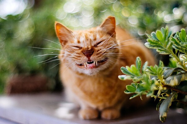  Что может поднять настроение лучше кота? Улыбающийся кот!