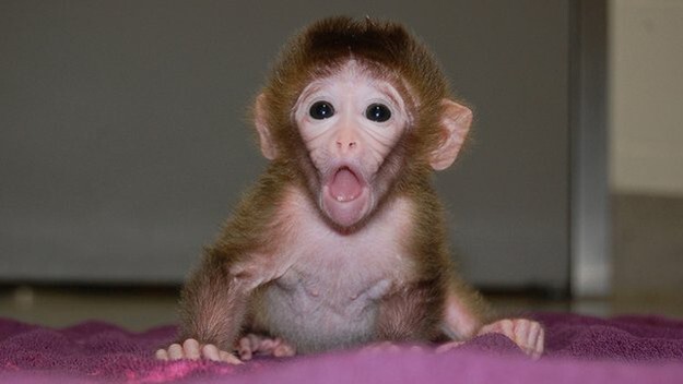 8. Доказательство того, что не так уж мы и отличаемся от обезьян: самцы резус-макак готовы отказываться от еды в обмен на просмотр фотографий задниц самок.