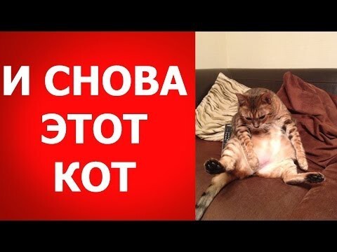 Посмотрите, что делает кот, когда хочет пить!!!!!