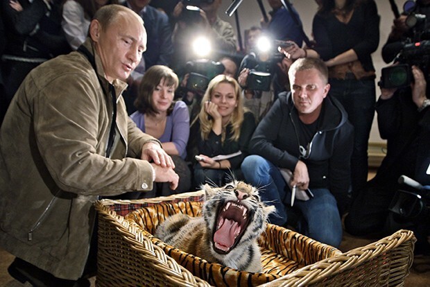 Коза, тигрица, конь и собаки Владимира Путина