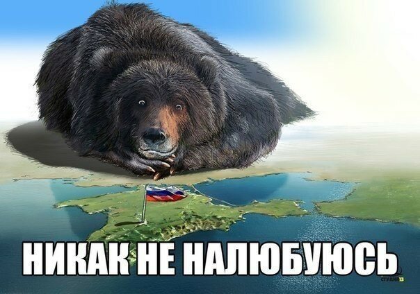 Мишка любующийся на Крым реален!!!