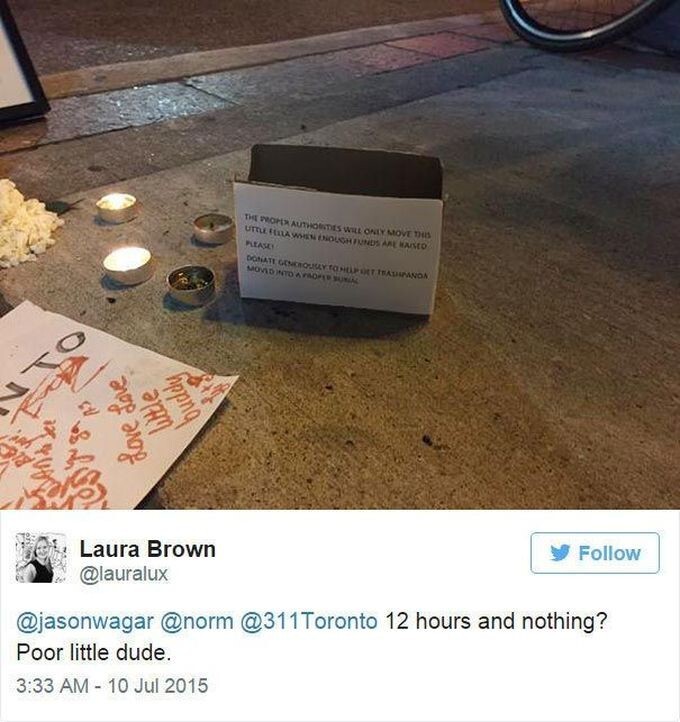 Социальный абсурд: мертвому еноту создали настоящий мемориал на улице 