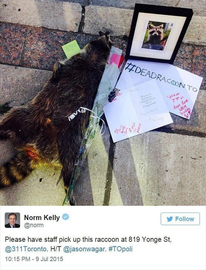 Социальный абсурд: мертвому еноту создали настоящий мемориал на улице 