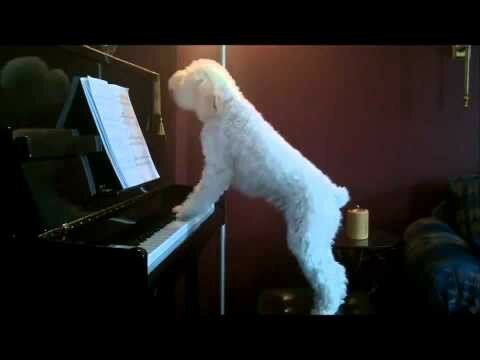 Собака решила сыграть на пианино  