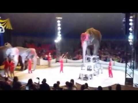 Слон упал с двухметровой высоты 