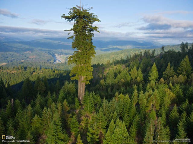 7. Самое высокое дерево на Земле