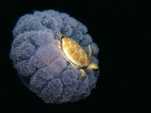 19. И, наконец, черепаха, катающаяся на медузе