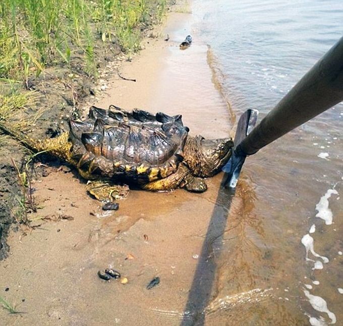 В реке Амур обнаружили экзотическую грифовую черепаху