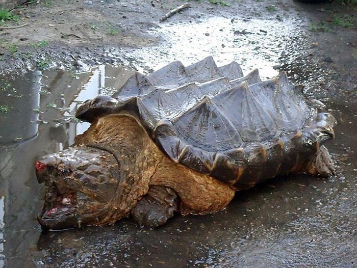 В реке Амур обнаружили экзотическую грифовую черепаху