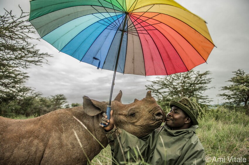 Поцелуй от носорога