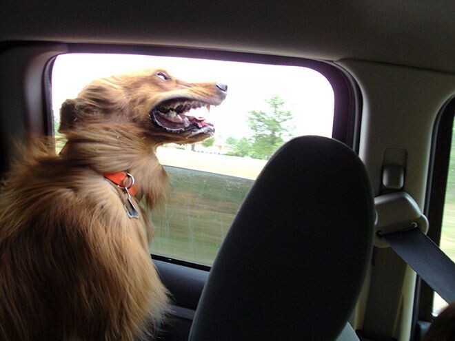 Морда собаки обладает паршивой аэродинамикой