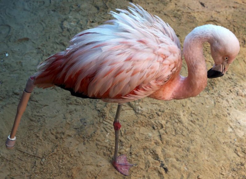 Фламинго с протезированной ногой учится ходить