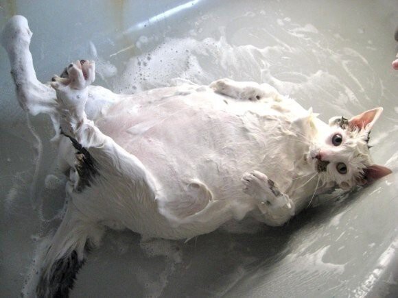 Жестокие фото котов после принятия ими водных процедур 