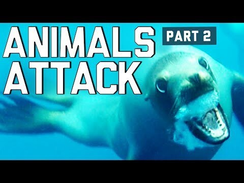 Животные атакуют 