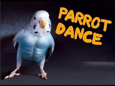 Грязные танцы попугаев! 