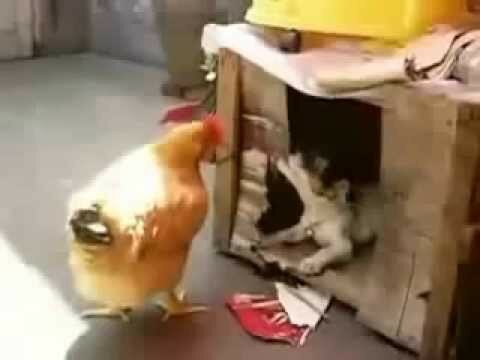 Собака затащил курицу себе в буду чтобы её там... 