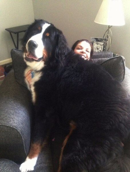 Собаки, которые не понимают, что они огромны