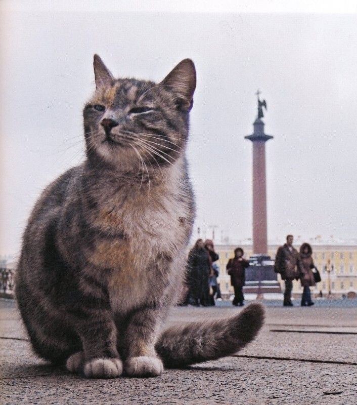 Кошки – герои блокадного Ленинграда
