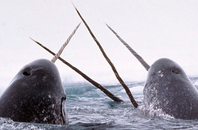 3. Нарвал (Narwhal) Monodon Monoceros