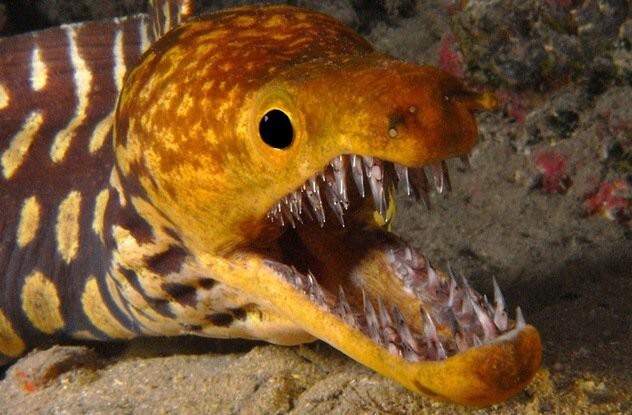 7. Саблезубая или тигровая мурена (Fangtooth Moray Eel) Enchelycore Anatina