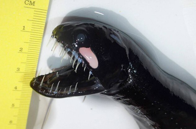 4. Атлантический идиакант (Black Dragonfish) Idiacanthus Atlanticus