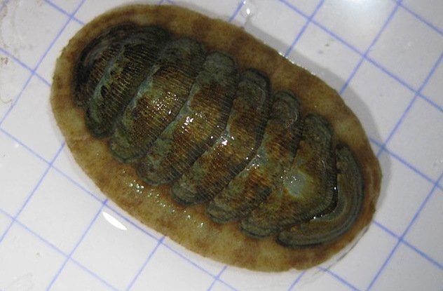 5. Восточный украшенный хитон (Eastern Beaded Chiton) Chaetopleura Apiculata