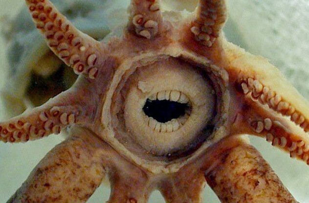 9. Зубастый кальмар (Gob-Faced Squid) Promachoteuthis Sulcus
