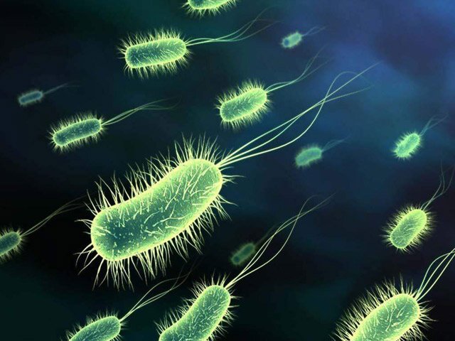 Биология: Что отсутствует в клетке бактерий?