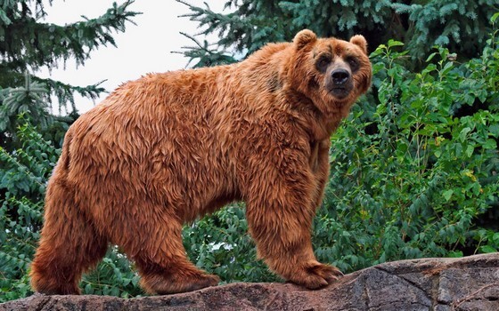 Огромные медведи кадьяки  