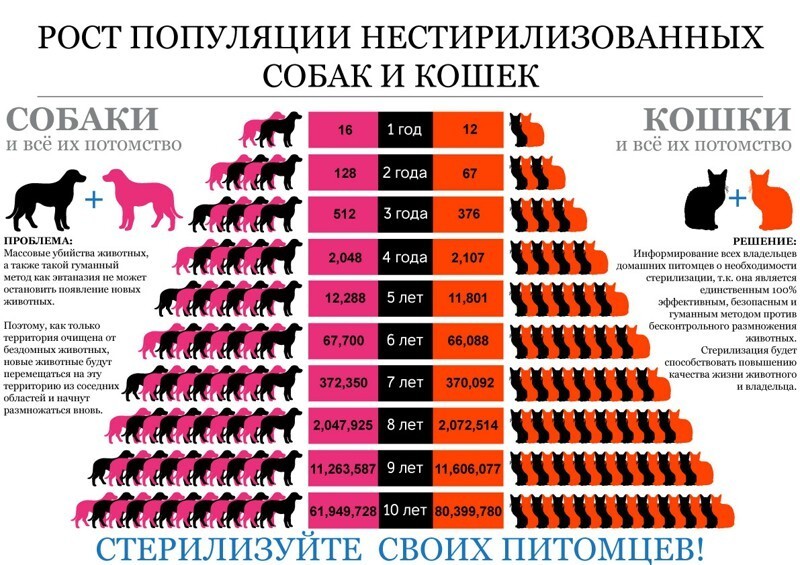 Стерилизация животных