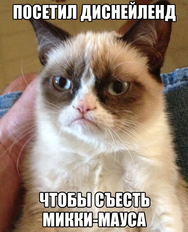 Grumpy Cat покоряет просторы русскоязычного юмора