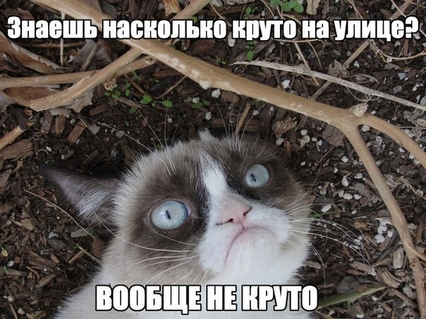 Grumpy Cat покоряет просторы русскоязычного юмора