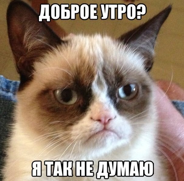 Grumpy Cat покоряет просторы русскоязычного юмора