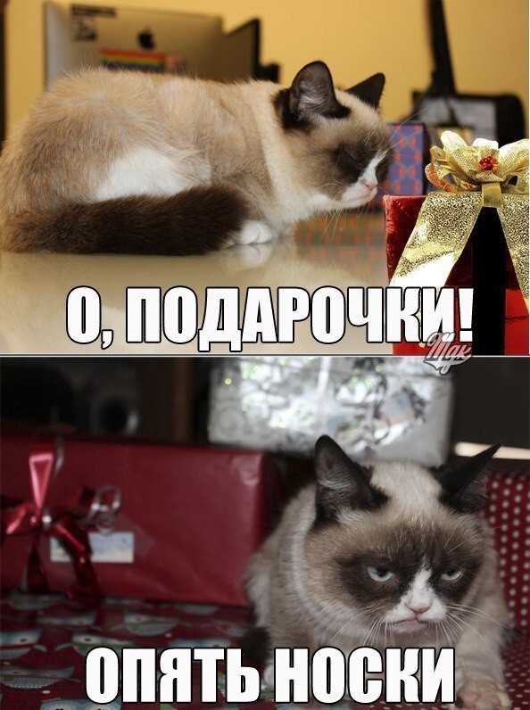 Grumpy Cat покоряет просторы русскоязычного юмора