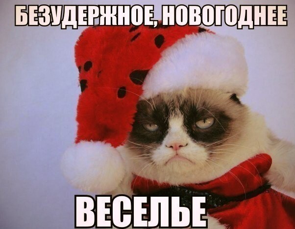 Grumpy Cat покоряет просторы русскоязычного юмора
