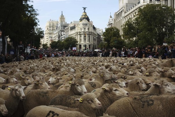 Парад овец в Испании . Где проходят интересные парады в мире?