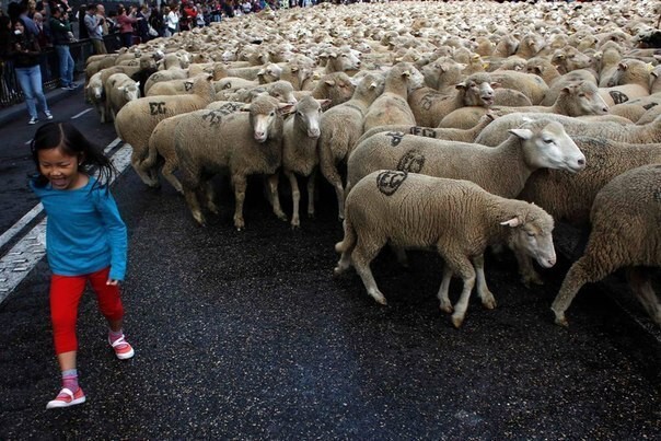 Парад овец в Испании . Где проходят интересные парады в мире?