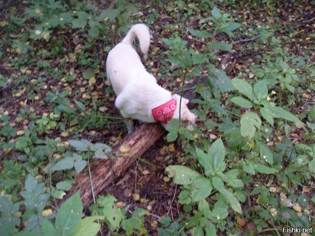Сегодня мой собак повстречал в лесу движущуюся палочку
