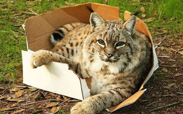 Большие кошки в коробках