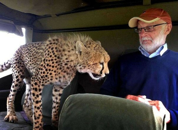 Тот самый неловкий момент, когда в джип запрыгнул гепард