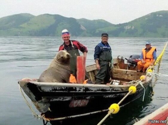 Морской котик заставил сахалинских рыбаков катать его на лодке восемь часов