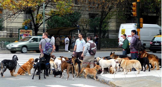 Dogwalkers Буэнос-Айресе, Аргентина